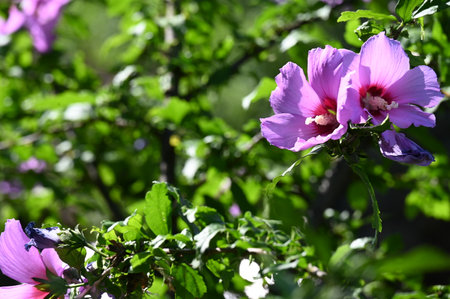 Hibiscus syriacus is a species of flowering plant in the family Malvaceae.の写真素材