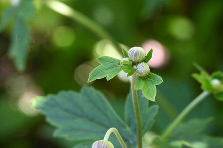 Flowering aquilegia (Geranium pratense)の写真素材