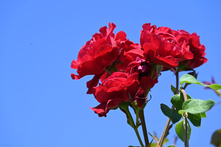 Red rose on a background of blue sky, closeup of photoの写真素材