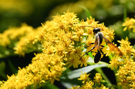 A bee collects nectar on the yellow flowers of Solidago.の写真素材