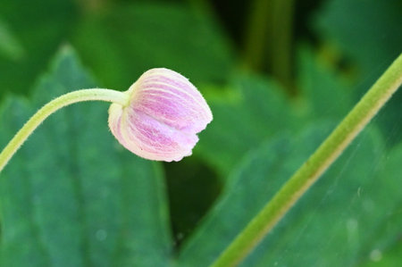 A macro shot of a pink flower with a blurred green background.の写真素材