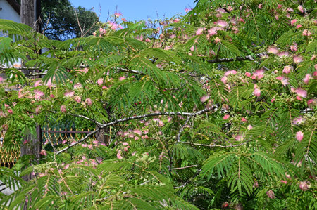 Albizia julibrissin blossom in the gardenの写真素材