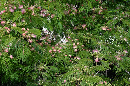 Close up of pink flowers and green leaves of Albizia julibrissin treeの写真素材
