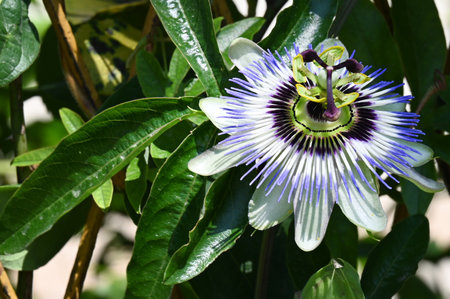 Passion fruit flower, Passiflora caeruleaの写真素材