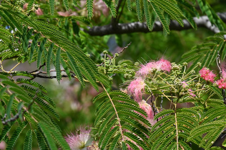 Close-up of pink flowers and green leaves of Albizia julibrissin treeの写真素材