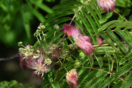 Albizia julibrissin, also known as silk tree or silk tree, is a species of flowering plant in the family Rosaceae.の写真素材