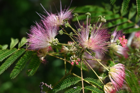 Close up of pink flowers and green leaves of Albizia julibrissinの写真素材