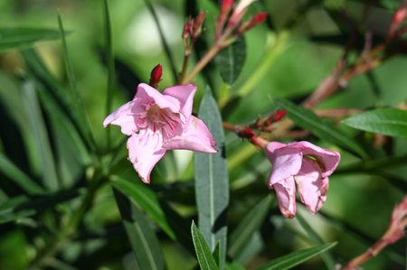 pink oleander flowers in the garden, closeup of photoの写真素材
