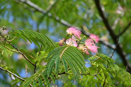Albizia julibrissin flower in nature garden.の写真素材