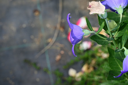 Platycodon grandiflorus flower in the gardenの写真素材