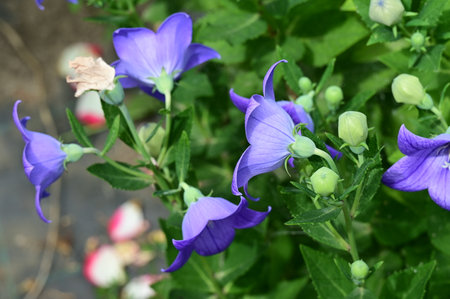 Platycodon grandiflorus flower in the gardenの写真素材