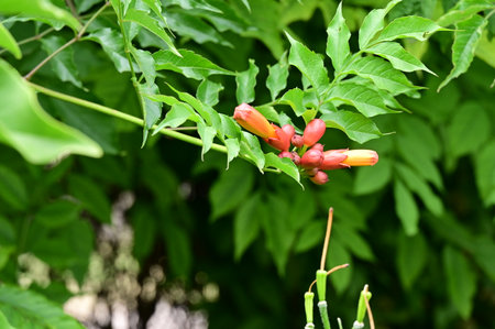 Close up of red trumpet creeper flower with green leaf backgroundの写真素材