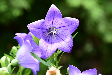 Bellflower (Platycodon grandiflorus)の写真素材