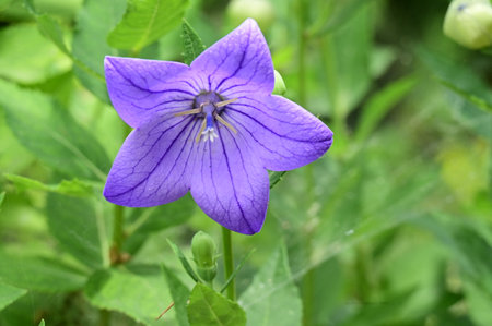 Platycodon grandiflorus, also known as bellflowerの写真素材