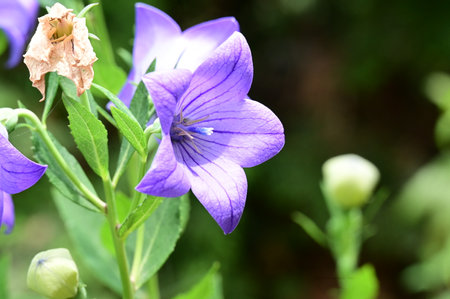 Platycodon grandiflorus flower in garden.の写真素材