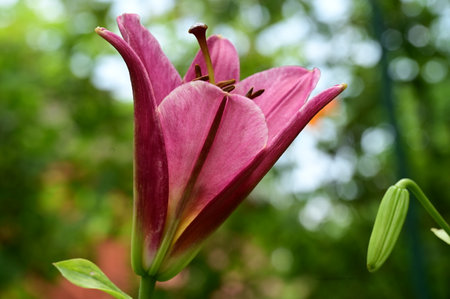 Beautiful pink lily flower in the garden on nature background.の写真素材