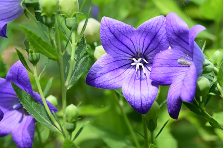 Bellflower (Platycodon grandiflorus)の写真素材