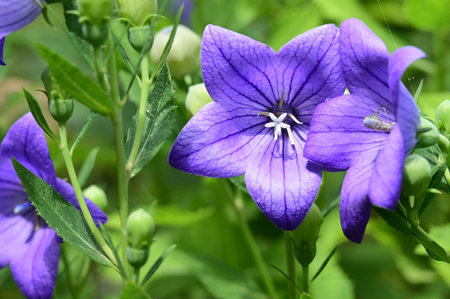 Platycodon grandiflorus, bellflower, bellflowerの写真素材