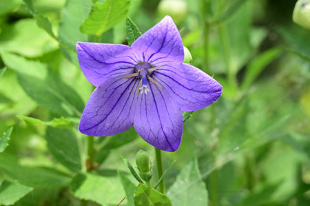 Platycodon grandiflorus, also known as Platycodon grandiflorusの写真素材