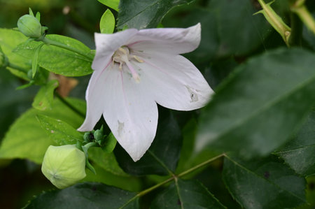 Flower of Platycodon grandiflorus in gardenの写真素材