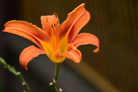 Orange lily on a dark background. Shallow depth of field.の写真素材