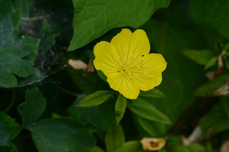 Close up of yellow flower with green leaf background in the garden.の写真素材