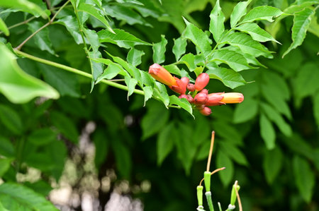 Close up of trumpet vine (Campsis stellata)の写真素材