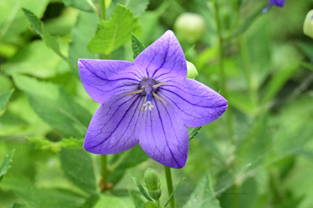 Platycodon grandiflorus flower in the gardenの写真素材