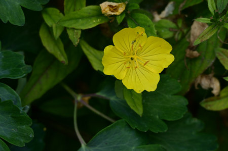 Close up of a yellow flower on a green leaves background in a gardenの写真素材