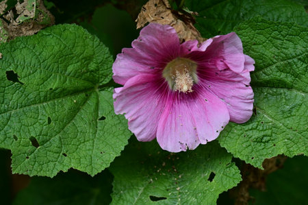 Pink hollyhock flower with green leaves in the garden.の写真素材
