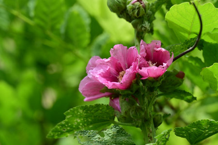 Pink hollyhock flower on a background of green leaves.の写真素材