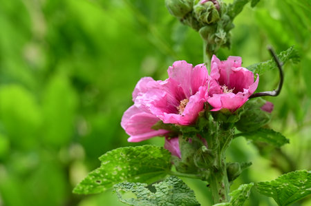 Pink hollyhock flower with green leaves in the garden.の写真素材