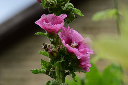 Pink hollyhock flower, Malva officinalis.の写真素材