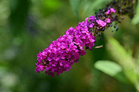 Purple butterfly bush blossoming in the garden. Selective focus.の写真素材