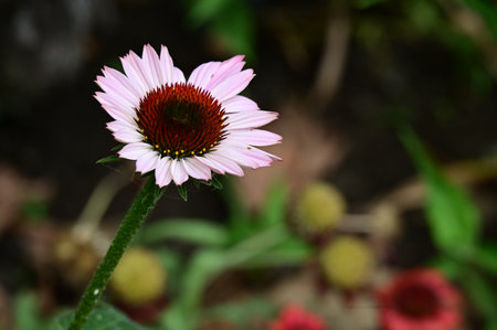 Pink coneflower (Echinacea purpurea) flowersの写真素材