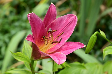 Pink lily flower in the garden, closeup of photo.の写真素材