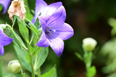 Platycodon grandiflorus flower in the gardenの写真素材