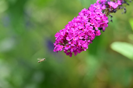 Butterfly on a purple buddleia flower in the gardenの写真素材