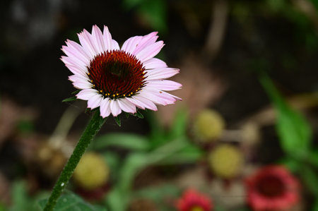Echinacea purpurea is a species of flowering plant in the family Asteraceae.の写真素材
