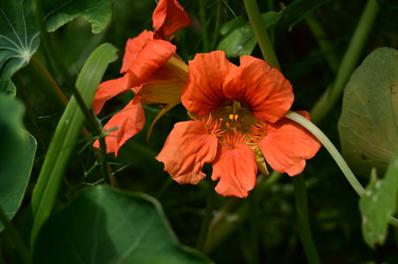 Orange nasturtium flower in the garden, close-upの写真素材