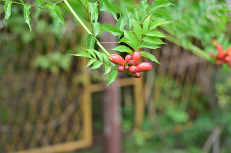 Red fruits of the Chinese dogwood tree, Cananga sativaの写真素材