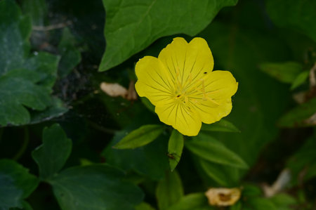 Yellow flower of Oenothera grandiflora with green leavesの写真素材
