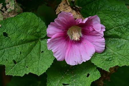 Pink hollyhock (Malva officinalis) flowerの写真素材