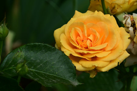 Beautiful yellow rose with green leaves in the garden, close upの写真素材