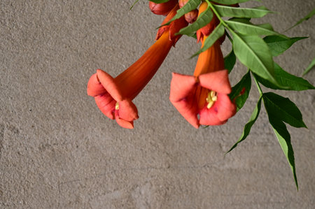 Red trumpet creeper flower on gray wall background, copy spaceの写真素材