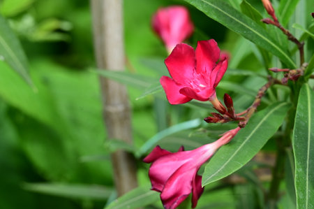 Pink oleander flower in the garden with green leaves background.の写真素材