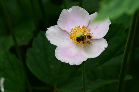 Honey bee on an anemone flower in the garden.の写真素材