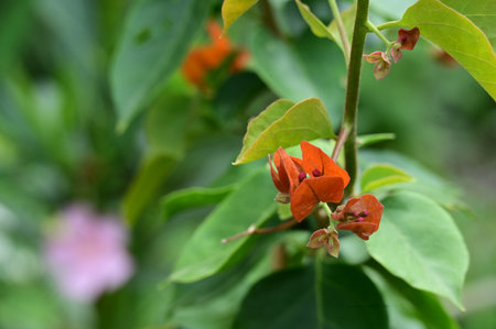 Bougainvillea flower in nature garden (Bougainvillea glabra)