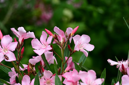 Pink oleander flowers in the garden with green leaves background.の写真素材