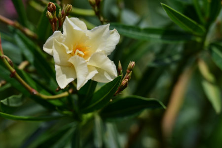 White oleander flower on blurred green leaves background in garden.の写真素材
